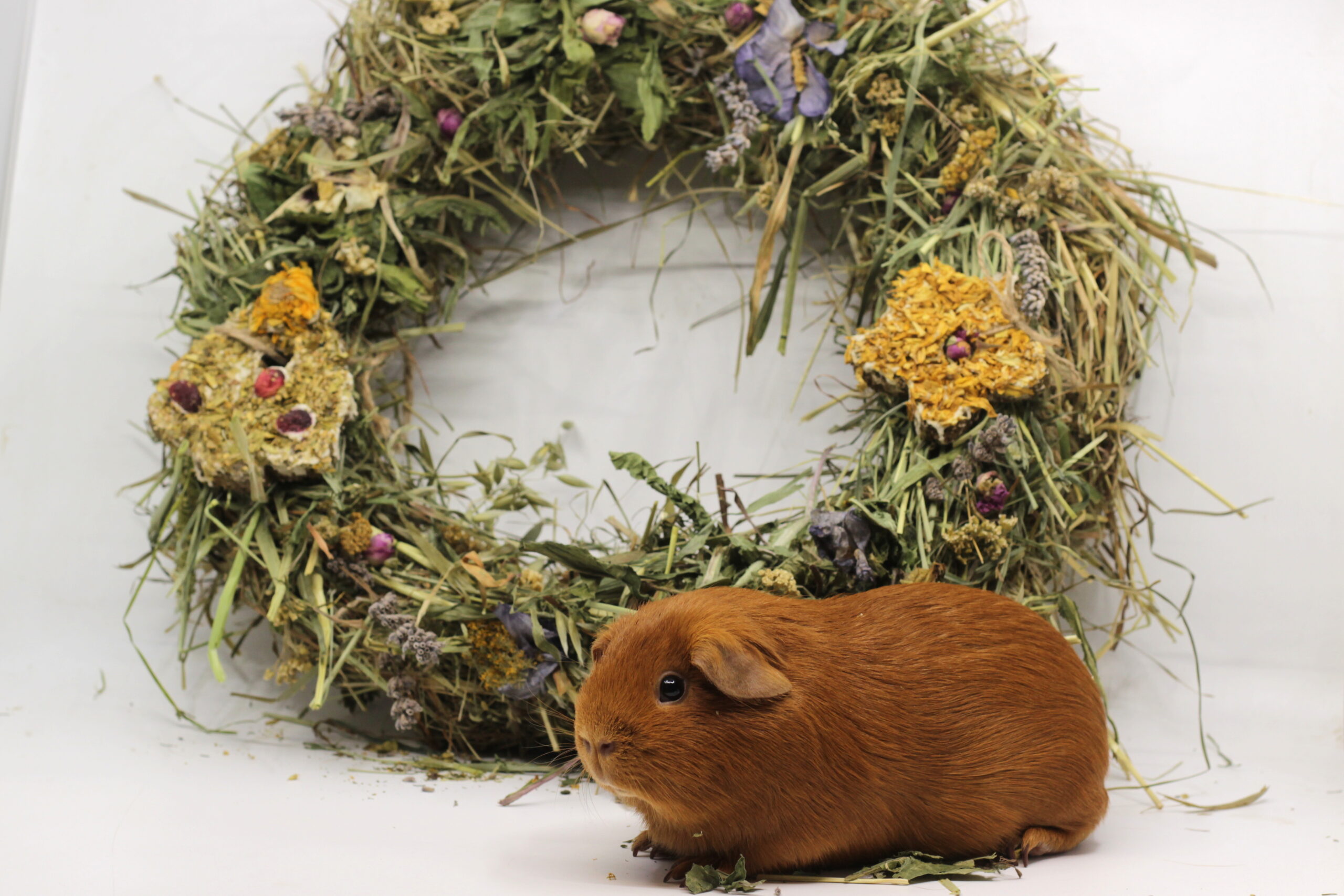 Jedlý žrací věnec + zimní set bylinek