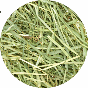 1. seč 2025 - hrubší s bojínkem lučním